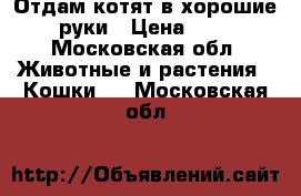 Отдам котят в хорошие руки › Цена ­ 5 - Московская обл. Животные и растения » Кошки   . Московская обл.